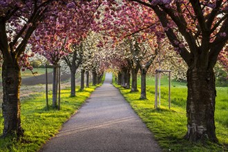 A beautiful alley with blooming pink and white cherry trees in spring