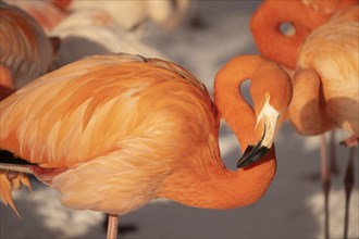 Flamingos