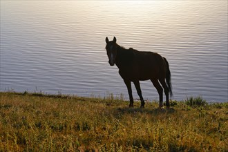Horses grazing on the lakeshore of Song Kol Lake in early morning