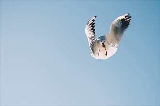 Pair of seagulls flying in blue a sky background