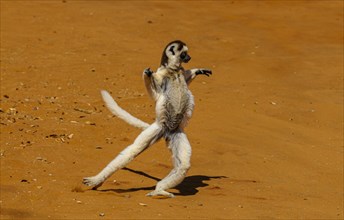 Leaping verreauxi lemur
