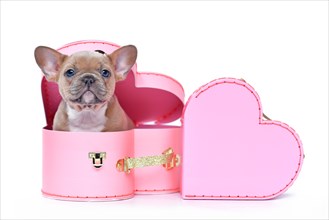 Cute French Bulldog dog puppy in Valentine's Day trunk box in shape of pink heart on white background