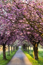 A beautiful alley with blooming pink and white cherry trees in spring in the morning sun