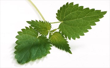 Young nettle leaves