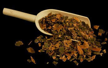 Medicinal herbs: Black alder