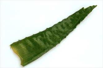 Single leaf of aloe vera
