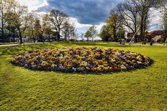 Flowerbed with colourful spring flower-bed