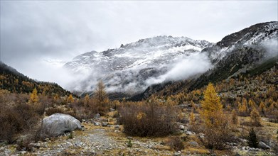 Autumn larch forest in Val Morteratsch