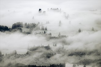 Hilly misty landscape with forest and meadows
