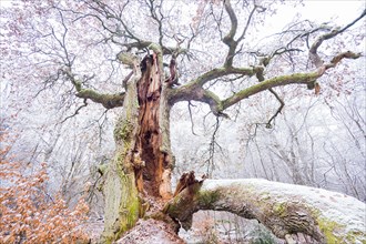 Snow-covered old english oak