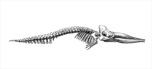 Skeleton of the sperm whale