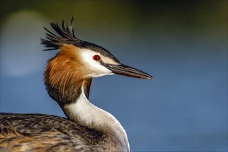 Portrait of a Great Crested Grebe