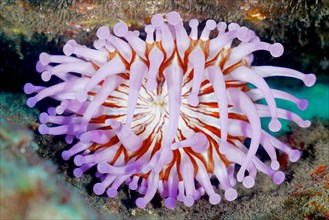 Purple club-tipped anemone