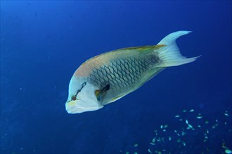 Sling-jaw wrasse