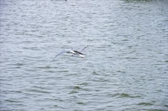 Seagulls flying close above the surface of the Zierker See lake in Neustrelitz