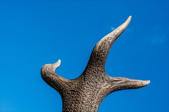 Horns of a preserved deer specimen in the blue sky