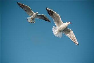 Pair of seagulls flying in blue a sky background