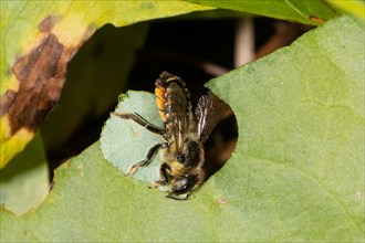 Garden leafcutter bee cutting out pieces of green leaf hanging looking down