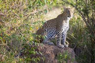 Leopard
