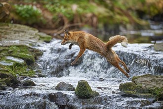 Red fox