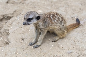 Juvenile meerkat