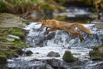 Red fox