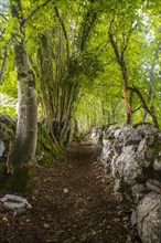 Hiking trail through a forest in the mountains above Tolmin