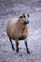Female Cameroon sheep