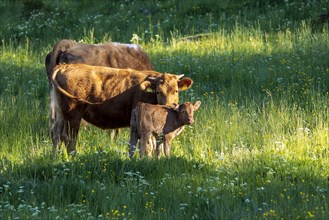 A cow and her calf on a green meadow in the evening light in the Black Forest
