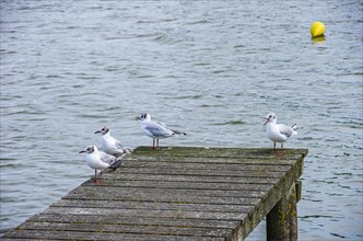 Seagulls on a jetty at Zierker See in Neustrelitz
