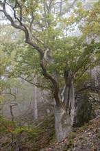 Gnarled oak trees