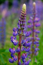 Close-up of a flowering lupin