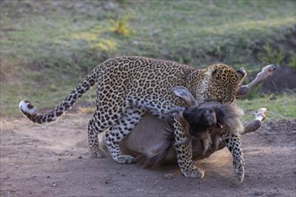 Leopard