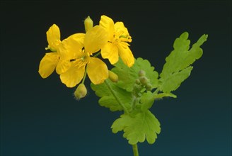 Medicinal plant greater celandine
