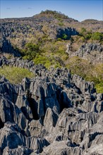 Tsingy plateau in the Ankarana Special Reserve