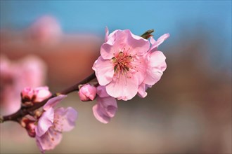 European pink plum blossom flower on tree in early spring on blurry background