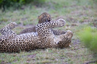 Leopard
