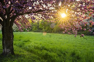 A blooming cherry tree with pink blossoms in spring in the evening sun with a sunstar