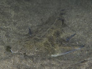 Juvenile monkfish