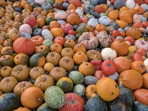 A large pile of various ornamental pumpkins and gourds
