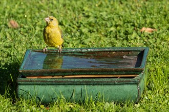 Greenfinch standing on table with water in green grass looking from front left