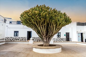 Huge cactus on the background of white architecture in Caleta del Sebo