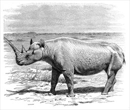 Blunt rhinoceros