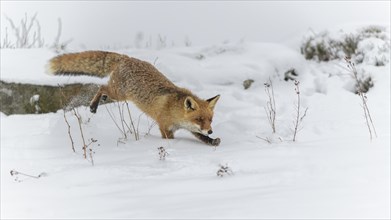 Red fox