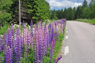 Narrow road without traffic with lupines
