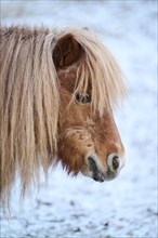 Portrait of a Shetland pony in winter