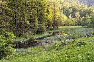 The moor near Feldsee in the evening light