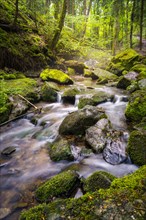 A stream in the forest with stones and moss