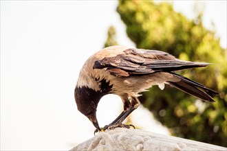 The Hooded Crow