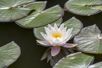 White european white water lily